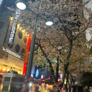 벚꽃 명소 서면 포차거리 / 언양 작천정 이너리트 카페
