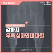 강아지 우측 십자인대 파열(TPLO) [부산 조양래동물의료센터]