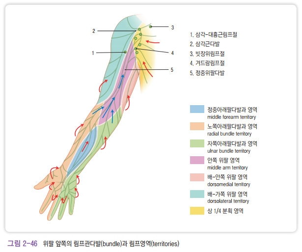 [Part. 8] 도수림프배액법(Manual Lymph Dranage; MLD) 해부생리: 신체 부위별 림프절과 림프 흐름(2 ...