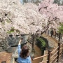 [대구] 앞산빨래터 공원 능수벚꽃 대구 신상 벚꽃명소소