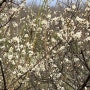 도덕산 봄의 시작-매화꽃과 함께
