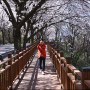 구례 벚꽃 축제 섬진강 벚꽃축제 벚꽃 터널 사성암 버스 다슬기식당까지