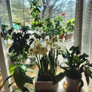 베란다 정원 봄볕 가득 봄꽃 수선화, 유럽제라늄, 퀸로즈 키우기