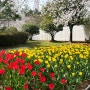 김해 연지공원 벚꽃 튤립 개화 봄나들이 명소