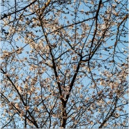 대전 여행 볼거리 벚꽃 명소 금강로하스 대청공원 3월 4월 꽃구경 여행지 가볼 만한 곳 로하스공원 개화시기