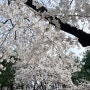 2024년 대구 벚꽃 만개 숨은 동네 도원동 명소