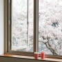 대구 벚꽃 카페 | 실시간 카페삼덕, 24년 3월 24일 기준 개화 현황