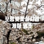 포항 벚꽃 실시간 만개 명소 포항이동중학교 인근