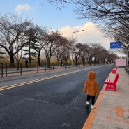 윤중로 봄꽃축제 벚꽃 개화 상황 아이랑 보고왔어요