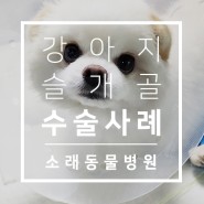 인천 슬개골 수술 많이 하는 곳 : 수술 전문 동물병원 인천소래동물병원