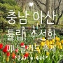 [아산] 억만송이 봄꽃 대향연 튤립, 수선화 축제 피나클랜드 할인 및 이벤트 정보