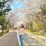 숨겨진 서울 강서구 벚꽃 명소 방화근린공원