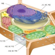 조깅, 유산소의 중요성_미토콘드리아 기능을 일깨워 젊음과 건강을 유지하고 노화예방 치매예방 하기!