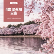 2024년 반려 동반 가능한 4월 벚꽃 축제 모음