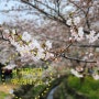 서귀포 벚꽃명소 예래생태공원[제1회 사자마을벚꽃축제]