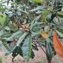 비파나무(장미과), 잎의 생김새가 현악기 비파를 닮아 이름이 비파