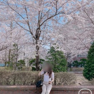 나만의 의정부 벚꽃놀이 벚꽃구경 스팟 장소 소개 경민대학교, 부용천