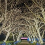 유달산 봄축제 조각공원 야경 현재상황 화려한 조명 멋들어진 목포 스카이워크