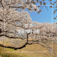 2024 경주 벚꽃 명소 3/29 실시간 개화 시기 상태