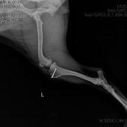 강아지 내측 슬개골탈구 교정 / 마포 콩닥동물병원