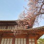 덕수궁 살구꽃 석어당에서 살구나무 우아하게 핀 봄 꽃 인기!