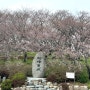 경남 사천 가볼만한곳, 벚꽃 명소 선진리성 벚꽃축제 실시간 상황