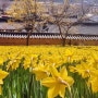 서산 봄나들이, 유기방가옥 수선화 축제