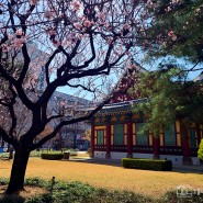 대구 벚꽃 개화 시기 경상감영공원 (2024년 3월 23일 방문)