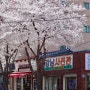 대구 벚꽃 명소 고성동 강남사진관, 올드캐슬 카페