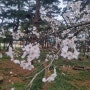 구만마을의 봄