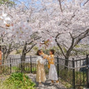 2024년 일본 오사카 벚꽃 명소 : 고베 히메지성 & 코로엔역