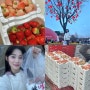 논산 딸기 축제 다녀온 후기 / 딸기 가격