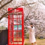 청주 벚꽃 명소: 무심천 푸드트럭축제 벚꽃 실시간 후기