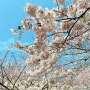 진해 벚꽃 축제 실시간 (3월 29일)