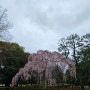 교토고엔 벚꽃 실시간입니다 진짜 마지막^^;;