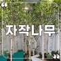 자작나무 조경, 영양 고추홍보전시관 인조식물 실내정원