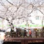 2024 진해군항제 가볼만한곳 진해 벚꽃 축제 "여좌천 로망스다리 & 경화역" 벚꽃 개화상황