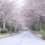 나주 한수제 벚꽃 축제 영산강 둔치공원 벚꽃길 (3월 29일 방문)