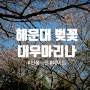 부산 해운대 벚꽃명소! (3월29일 실시간) 대우마리나에서 인생사진 남기기