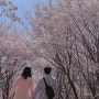 아산 배방 지산공원 :: 벚꽃 숨은명소 #피크닉 #천안아산역 #나들이