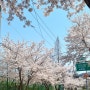 서울 봄 나들이 가볼만한 곳 양재천 양재시민의숲 벚꽃 개화 시기