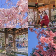 교토 벚꽃 명소 : 4월에는 히라노신사 사쿠라엔 & 아라시야마 가세요