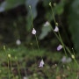 연한 보라색 꽃이 듬성듬성 피는 우트리쿨라리아 리비다 (Utricularia livida)