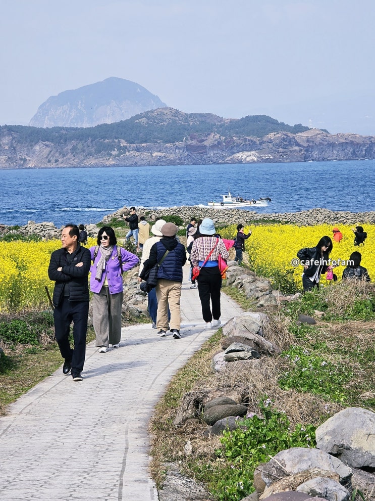 아이야, 이곳이 봄꽃 세상이란다! 제주도 여행 유채꽃 명소 가파도 제주 가파도 자전거 여행 : 네이버 블로그