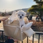 퍼핑 에브리 이동가방♡ 무너짐없이 편안한 강아지 외출필수템