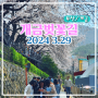 2024 부산 개금벚꽃길 현 실시간정보 / 찾아가는 법 / 주자창 촬영 3월29일