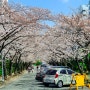 부산 온천천 벚꽃 실시간