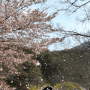 #17 : 벚꽃 만개한 " 지리산벚꽃카라반 캠핑장 " 럭셔리 카라반