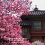 <창덕궁/Changdeokgung> 이 봄에도 만첩홍매화+창덕궁 깊이보기, 낮의 희정당
