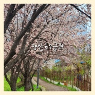광주 벚꽃 명소 꽃구경 가볼만한 곳 양산호수공원 실시간 개화상태